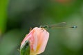 The Dragonflies stop in roses Royalty Free Stock Photo